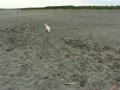 砂浜で走るフラン