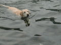 泳ぐ犬　その２