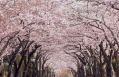 自作曲「桜色の訪れ」